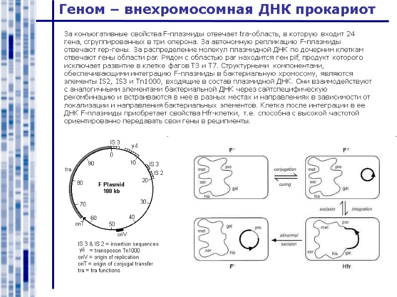 Геном – внехромосомная ДНК прокариот За конъюгативные свойства F-плазмиды отвечает tra-область, в которую входит